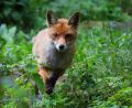 Symbolbild: Christian Charisius/dpa
Die Polizei fand einen noch lebenden Fuchs in einer Tierfalle.