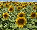 Bild: Heike Unger
Sonnenblumen, ein ganzes Feld bei Ebermannsdorf.