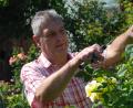 Bild: cvl
Zwei Mal pro Woche um die 2 Stunden ist Michael Riedl mit der Gartenschere unterwegs, um verblühte Rosenköpfe zu entfernen und damit die Blühwilligkeit zu fördern.