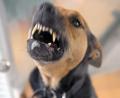 Symbolbild: Soeren Stache
Über eine Hundeattacke in ihrem Dienstbereich berichtet die Polizei in Sulzbach-Rosenberg.
