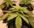 Bild: Jennifer Battaglia
Cannabis ist im Betäubungsmittelgesetz von der Liste der verbotenen Substanzen gestrichen. Erwachsene dürfen bis zu 25 Gramm Cannabis in der Öffentlichkeit bei sich haben. Zu Hause sind der Besitz von bis zu 50 Gramm getrocknetem Cannabis sowie bis zu drei Cannabispflanzen pro erwachsener Person erlaubt.
