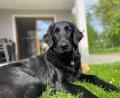 Bild: Feuerwehr Garsdorf
Black River Milou hatte den richtigen Riecher. Er entdeckte den Vermissten beim Gassigehen.