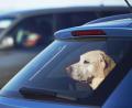 Bild: Chalabala /stock.adobe.com
In Münchberg ließ ein Mann seinen Hund bei Hitze alleine im Auto.