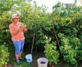Bild: bsc
Irmgard Heldmann hat in ihrem Naturgarten in Friedenfels derzeit viel zu tun. Erntezeit ist bei den Beerensträuchern.