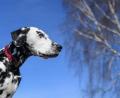 Bild:  Patrick Pleul/dpa
Die Polizei in Sulzbach-Rosenberg berichtet über eine Hundeattacke eines Dalmatiners auf einen anderen Vierbeiner und dessen Besitzerin.