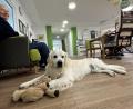 Bild: Heike Unger
Therapiehund Bailey, ein Golden Retriever, an seinem "Arbeitsplatz", in der Senioren-WG, einer betreuten Wohngemeinschaft der Schwesternschaft Wallmenichhaus in Amberg.