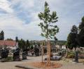 Bild: Wolfgang Steinbacher
Es gibt einen neu gepflanzten Baum für Urnenbestattungen auf dem Sulzbacher Friedhof. Gleichzeitig soll dieser klimataugliche Amber-Baum zu einem Schattenspender heranwachsen.