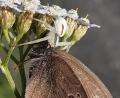 Bild: Wolfgang Winter
Wolfgang Winter gelingt eine seltene Aufnahme: Eine Krabbenspinne hat sich einen Schmetterling („Brauner Waldvogel“) als Beute geschnappt. Das Foto entstand in der Nähe der Deponie in Weiden-West.