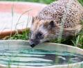 Bild: Sonja Kreil/exb
Vögel, Säuger und Insekten haben bei Hitzewellen oft Schwierigkeiten Wasser zu finden, da Bäche, Tümpel und Pfützen schnell austrocknen.