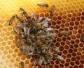 Bild: Ingrid Popp
Bei Wenzendorf wurden ein Bienenstock mit einem Bienenvolk gestohlen.