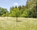 Bild: es
Margeritenblumen auf einer Streuobstwiese, so weit das Auge reicht.