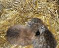 Bild: Kuhbandner, Gisela [GIS] (gisela-kuhbandner@t-online.de)
Luchsbabys. Bild: gis