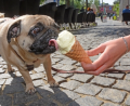 Bild: Gabi Schönberger
Kein "Dog Gelato", aber trotzdem lecker. Mops Mathilda wird ins Eiscafé "Dolce Vita" zurückkehren, um die Hundeeis-Sorten zu testen.
