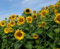 Bild: do
Ein ganzen Sonnenblumen-Berg spendet Landwirt Franz Vökl der Pfarrgemeinde, um am Wochenende mit dem Verkauf einen kleinen Beitrag zur Finanzierung des neuen Pfarrheims zu leisten.
