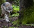 Symbolbild: Sina Schuldt/dpa
Ein Wolf zieht durch einen Wald. In der Oberpfalz kursieren aktuell Gerüchte, nach denen es in der Region ein neues Rudel geben soll.