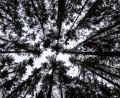 Symbolbild: Jens Büttner/dpa
Die Forstverwaltung Tschechische Wälder plant einen großen Kahlschlag im Erzgebirge, gegen den Umweltaktivisten eine Petition organisiert haben.