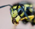 Bild: Julian Stratenschulte/dpa
Beim Wandern in Zillertal erlitt die Frau einen allergischen Schock.