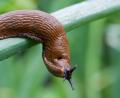 Symbolbild: Patrick Pleul/dpa
Eine Schnecke kriecht über Zwiebellauch: Diese braunen Nacktschnecken sind bei Gärtnern besonders unbeliebt.