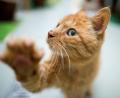 Symbolbild: Julian Stratenschulte/dpa
Mehrere Tage lang war die Katze einer Sulzbach-Rosenbergerin verschwunden. Bis sie eingesperrt in einer Garage entdeckt wurde.
