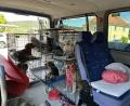 Bild: Polizeiinspektion Furth im Wald
Die sieben Hunde in Käfigen im Fahrzeug