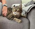 Bild: Mutiara Sudarma
Für Streicheleinheiten ist die Senioren-Katze immer zu haben.