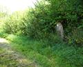 Bild: bkr
Eingewachsen ist die große Kabeltrommel am Funkenbach. Nach Meinung des Gemeinderats befindet sie sich auf Kemnather Stadtgebiet.