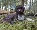 Bild: Nationalparkverwaltung Bayerischer Wald/dpa
Leo erschnüffelte im Nationalpark unter einer alten Buche einen Kupferroten Schleimtrüffel.