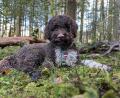 Bild: Peter Karasch
Trüffel-Suchhund Leo gelang ein seltener Fund bei Neuschönau.