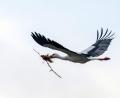 Symbolbild: Pia Bayer/dpa
Ein Storch ist mit Nistmaterialien auf dem Weg zu seinem Horst: In Schönsee war es heuer noch nicht so weit, das Aufstellen der Nisthilfe hat sich etwas verzögert.