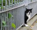 Symbolbild: Angelika Warmuth
Ein Unbekannter hat in Schönkirch zwei Katzen angeschossen.
