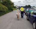 Bild: Polizeiinspektion Bad Kötzting
In Bad Kötzting hat die Polizei ein freilaufendes Pony eingefangen.