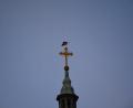Bild: jr
Ein Storch legte am Samstagabend auf der Turmspitze der Konnersreuther Pfarrkirche einen Stopp ein.