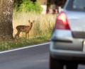 Symbolbild: Patrick Pleul/zb/dpa
Eine Herde mit 18 Tieren ist aus einem Damwildgehege bei Stadlern entwichen. Auf den Straßen wird um erhöhte Vorsicht gebeten.