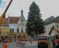 Archivbild: Wolfgang Steinbacher
Amberg sucht bereits im Sommer nach Weihnachtsbäumen.