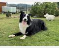 Bild: Dominik Mark
In manchen bayerischen Ortschaften entfällt die Hundesteuer. Wie sieht das in Weiden und im Landkreis Neustadt/WN aus?