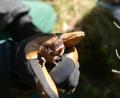 Bild: bey
Die Größe einer Fledermaus lässt sich beim Vergleich mit der haltenden Hand erkennen. Für die fliegenden Insektenjäger sind entlang des Ostbayernrings zahlreiche Kästen installiert.
