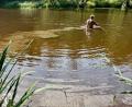 Bild: Gabi Schönberger
Peter Augustin kennt die Pfreimd nach eigener Aussage in- und auswendig. An der Thonmüle ist er jahrelang schwimmen gegangen. Jetzt watet er hier bis zum Becken durch Schlamm.