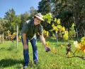 Bild: bl
Zusammen mit seinem Bruder und zwei Freunden hat Max Meier vor 25 Jahren mit dem Weinbau am Kulm bei Nabburg begonnen. Jetzt spürt er dort die Folgen des Klimawandels.