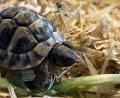 Bild: Polizei Schwandorf
Schildkröte Günther ist spurlos aus seinem Gehege in Schwandorf verschwunden.