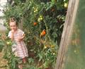 Bild: Portner
Enkelin Lea (3) nascht am liebsten die kleinen „Datterinos“ aus dem überdachten und nach vorne offenem Tomatenhaus.
