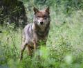 Symbolbild: Christian Charisius/dpa
In Kirchenthumbach und Umgebung hatten offenbar mittlerweile viele Menschen eine Begegnung mit einem Wolf. Nach zuletzt zwei Wolfsrissen sind die Sorgen vor dem Tier größer geworden.