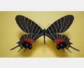 Bild: Manfred Ströhle
Insekten stehen im Focus der Flosser Ausstellung.