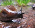 Symbolbild: Karl-Josef Hildenbrand/dpa
Die spanische Wegschnecke geht vielen Gärtnern auf die Nerven.