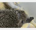 Bild: Sascha Thelen/dpa
Mähroboter mähen nicht nur Rasen, sondern mitunter auch Igel. Tierschützer fordern ein Ende.