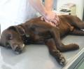 Bild: Gabi Schönberger
Herzdruckmassage am Hund. Tierarzt Dr. Hubert Reindl zeigt, wie's geht.