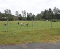 Bild: pi
Der Sportplatz hat ausgedient. Wo früher die Fußballer dem Leder hinterherjagten, grasen heute Tiere.