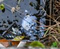 Bild: Petra Hartl
Es sieht zwar aus wie ein Ölfilm, ist aber keiner. Bei diesen Schlieren auf der Wasseroberfläche handelte es sich um ein Produkt von Algen.