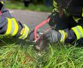 Bild: Berufsfeuerwehr München/dpa
Die Feuerwehr befreit den Siebenschläfer aus seiner Notlage.