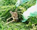 Bild: Rehkitzrettung Tirschenreuth e. V. 
Wer ein Kitz retten möchte, muss unbedingt einige Kriterien beachten. Die Tiere fliehen nicht, sollten aber nicht mit blanken Händen angefasst werden.