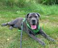 Bild: Stadt Weiden i.d.OPf.
Cane Corso Waleska wird als sogenannter Kampfhund klassifiziert, zeigt aber kein aggressives Verhalten.